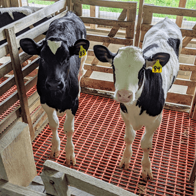 crates in dairy