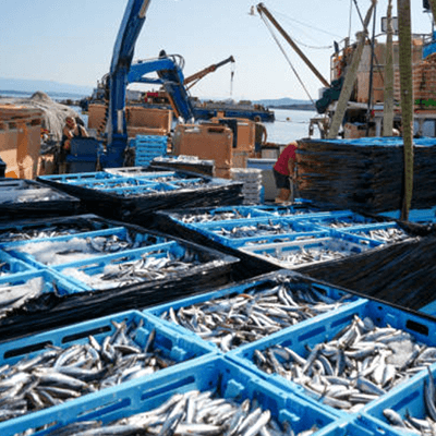 crates in Fishing Industry